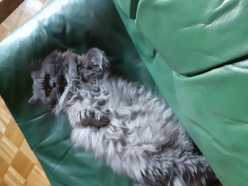 kitty