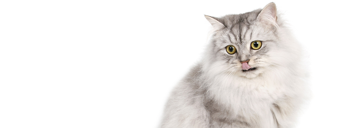 Persian Cat