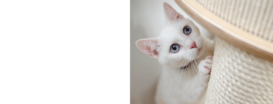 Kitten with scratching post